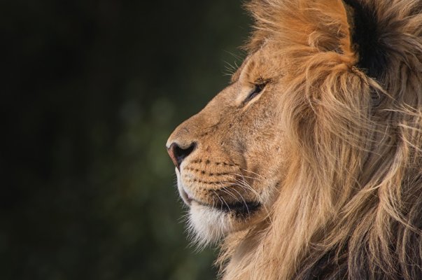 狮的部首狮的拼音狮的组词狮的意思-查字典