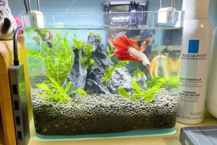 fishbowl是什么意思