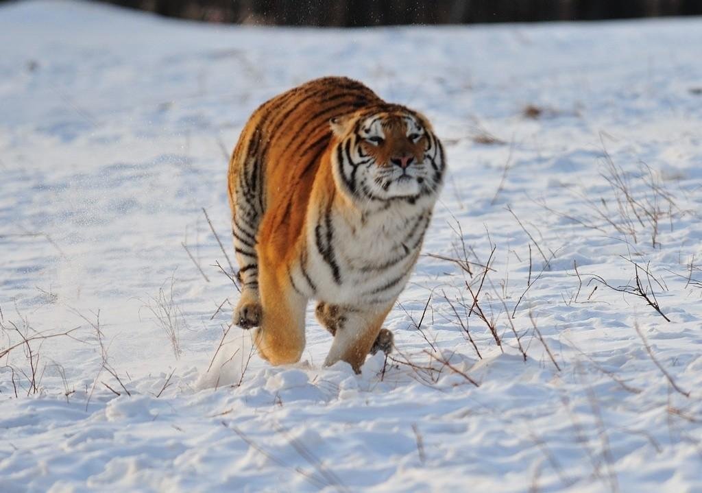 专家解读野生东北虎为何现身村庄，将来能“放虎归山”吗？