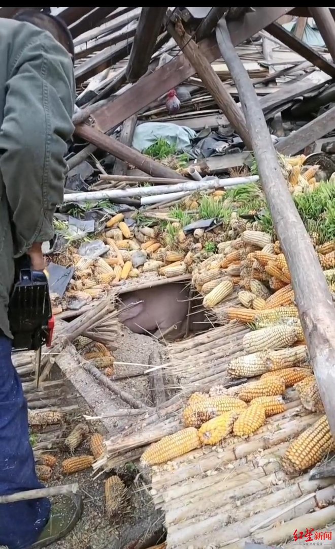泸定地震家猪被埋废墟，存活45天后被救出，它到底靠什么而活着？