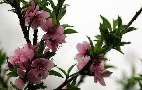 三月三农暴日发桃花水是什么意思？