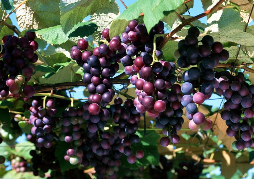 什么是罗马葡萄