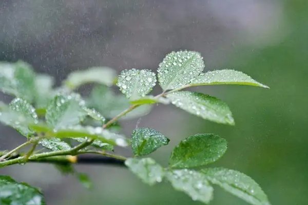 黄梅时节家家雨下一句