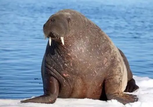 海象吃什么食物为主