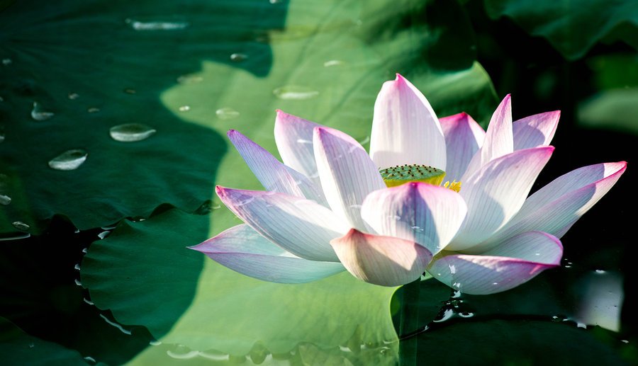 描写“出水芙蓉”的诗句有哪些？