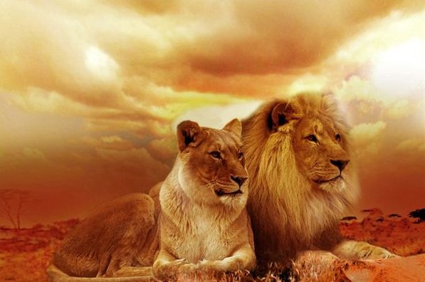 梦到狮子预示着什么