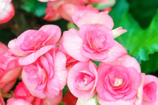 人见人爱花见花开的下一句是什么