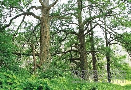 南方红豆杉森林公园的园景特点