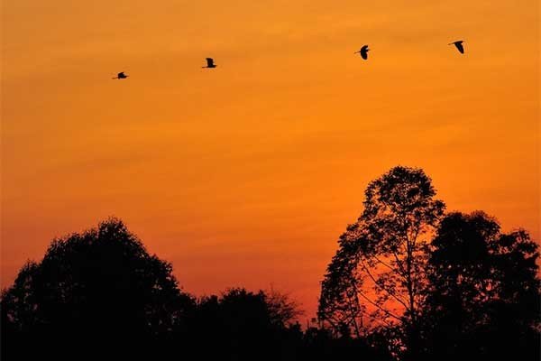 宿鸟幽鸣的意思是什么