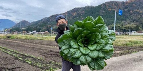 日本小哥种出巨型油菜，其营养成分与普通油菜有何不同？