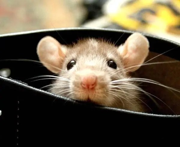 点头哈腰解一生肖