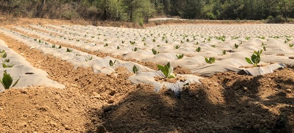 持续的高温干旱天气成为多地农作物的最大威胁，会引发粮价、菜价上涨吗？
