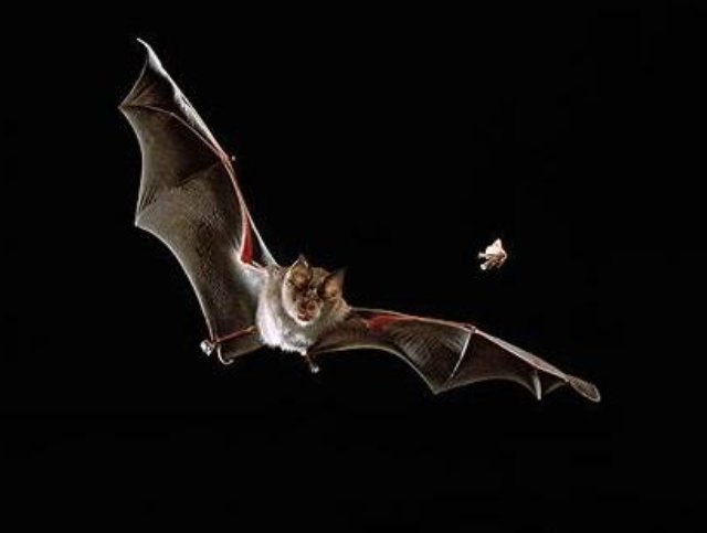 蝙蝠发出的超声波碰到了飞蛾或蚊子会怎么样？