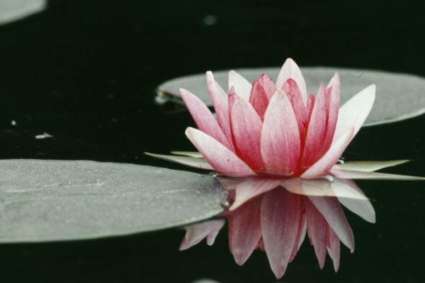 不作死就不会死下一句是什么？