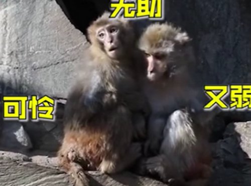 气温骤降，北京动物园猴子抱团取暖，动物有哪些保暖神器？