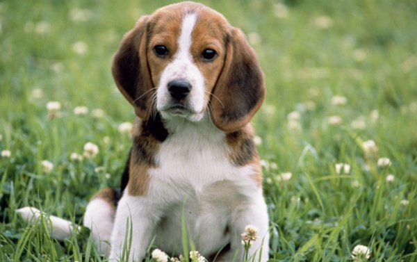 屋下盖屋打一正确生肖