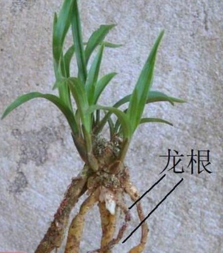 龙根是什么意思