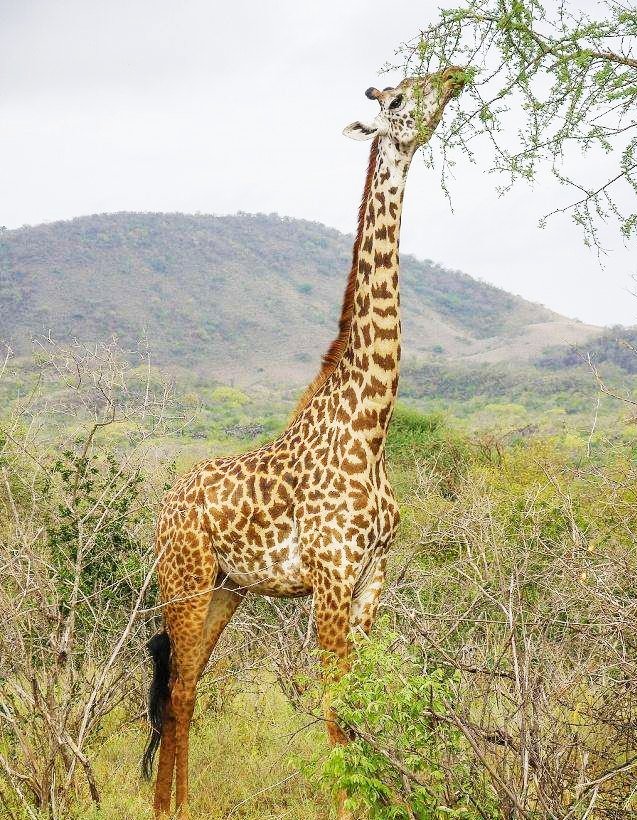 高血压的动物是小白鼠还是长茎鹿？