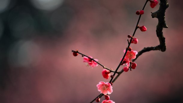 一剪梅和尹正什么关系?