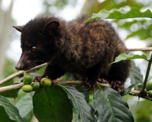 东袋狸的分布范围