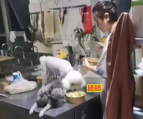 两只狗在操作台上品尝顾客的外卖，商家却在继续装餐，这种情况很常见吗？