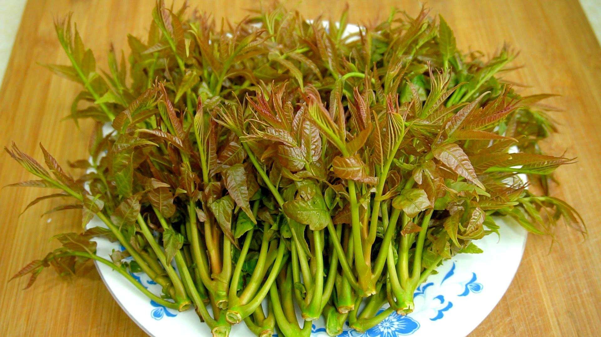 人们常常吃的香椿菜属于什么？