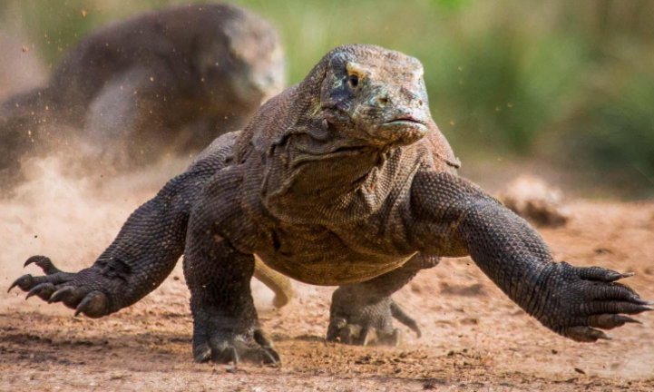 蛇类的十大天敌克星