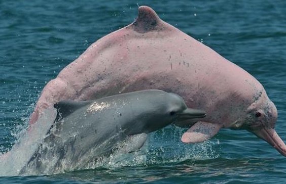 广州流溪河罕现中华白海豚，它们是怎样来到内河的？
