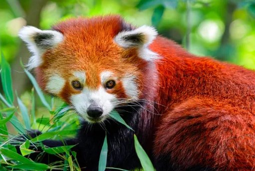 棕色的小熊猫是大熊猫的宝宝吗？