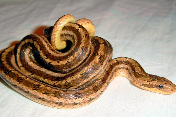 家里来蛇了有什么征兆好不好