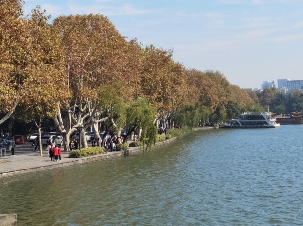 西湖柳树换月季引刷屏关注，谁让“花中皇后”月季惨遭躺枪？