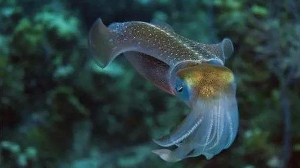 乌贼真的是四维生物吗