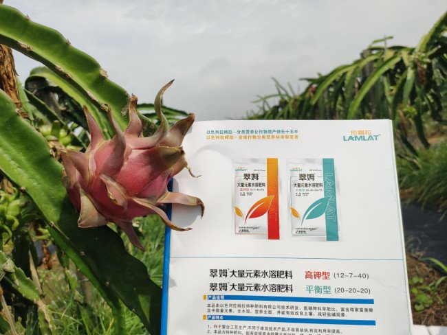 火龙珠盆栽喜水吗？