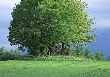 繁盛的反义词是什么？