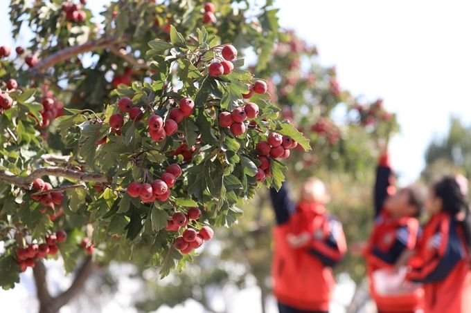 哪种水果含糖量高西瓜和山楂