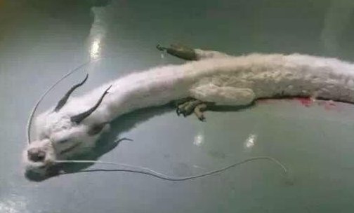 世界上仅存的3条龙是什么？