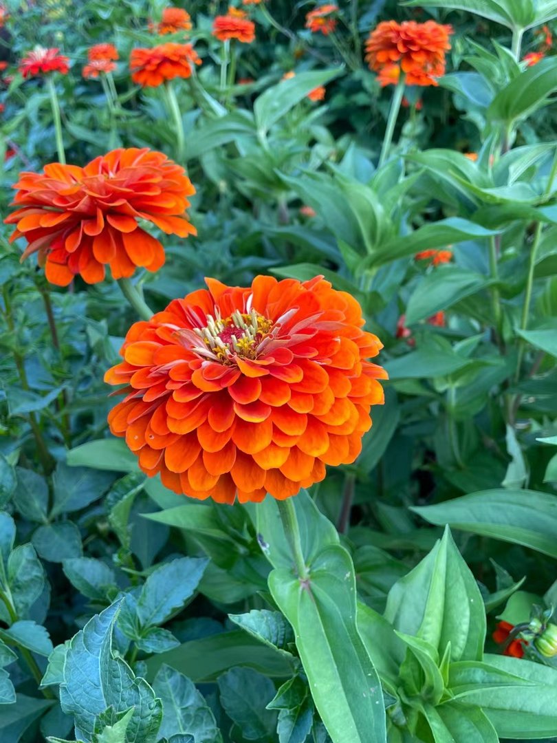 为什么有些人整天笑眯眯的 ，感觉他们是一群没有烦恼的人一样？