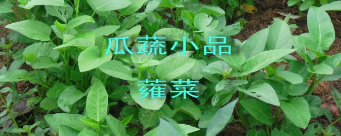 南方之草木的介绍