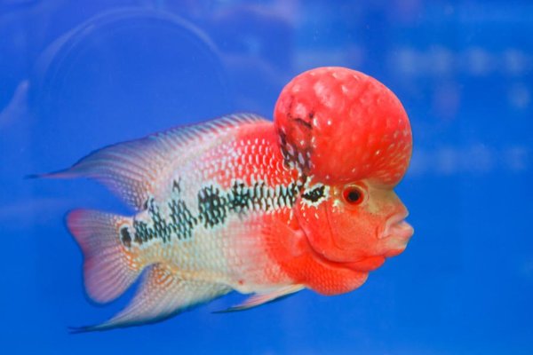 罗汉鱼吃什么起头