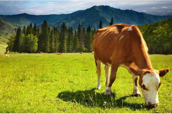 弘毅笃行是什么意思