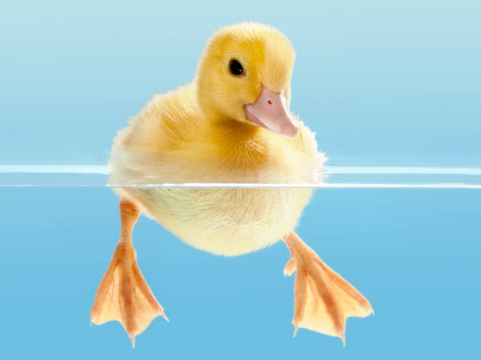 鸭子是在河里生活的，还是在水里生活的？