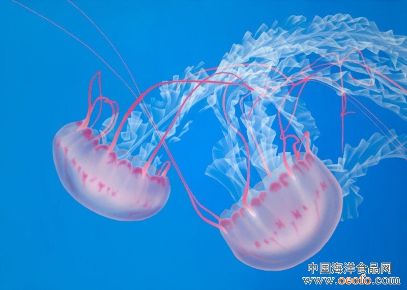 氰水母的水母毒性