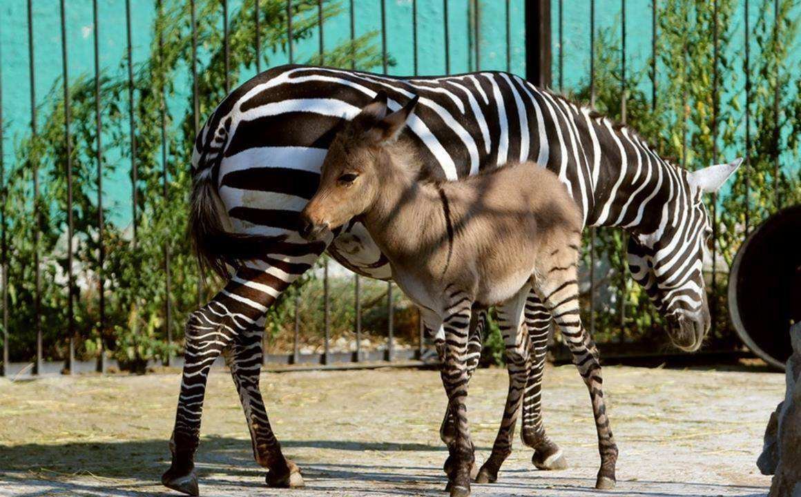 动物园用驴充当斑马？园方回应：当时想让斑马和驴交配！这是什么操作？
