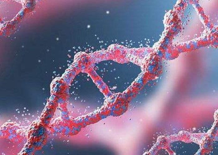 人类dna能与动物结合吗？