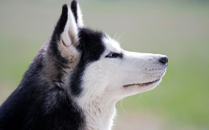 哈的拼音怎么写