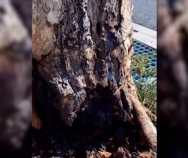 南京一颗老树根内部突然着火冒烟，树木根部着火的原因有哪些？