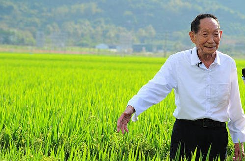 袁隆平团队在内蒙古试种海水稻，废地能变成宝地？