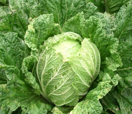 韩国大妈吐槽白菜比中国贵十倍，韩国的物价整体都偏高吗？