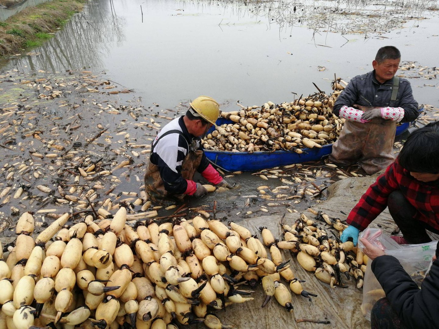 深水藕和浅水藕分不清，深水藕和浅水藕有什么区别？