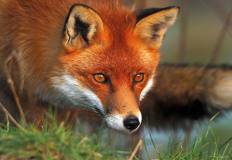 狐狸一叫就跟着跑起来,他一边跑一边大叫________________!”